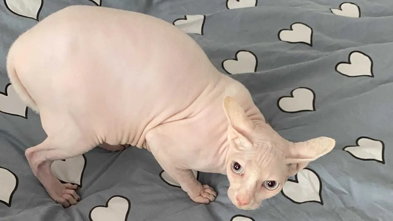 Peterbald