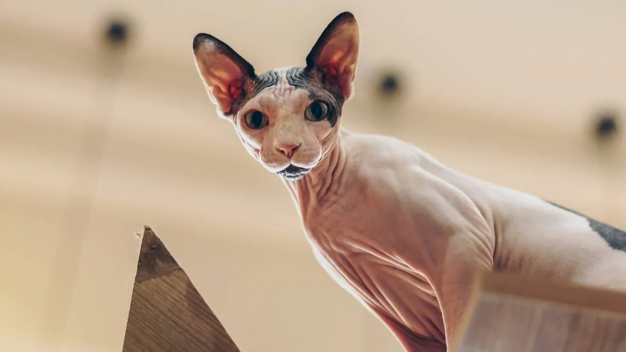 Peterbald