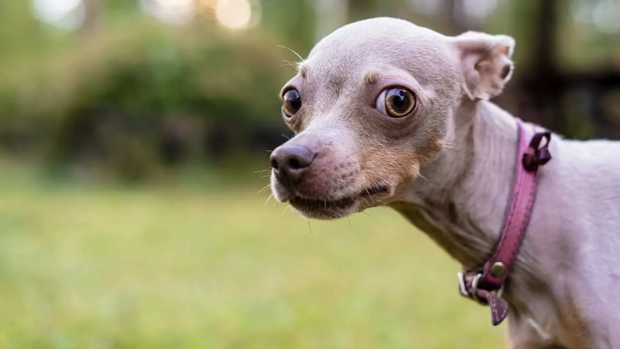 Russian Toy Terrier