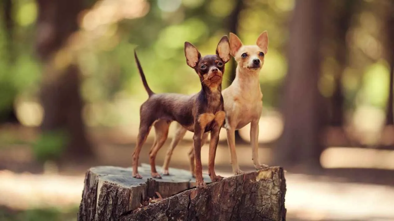 Russian Toy Terrier