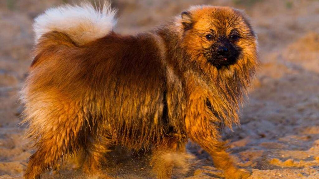 Russian Tsvetnaya Bolonka