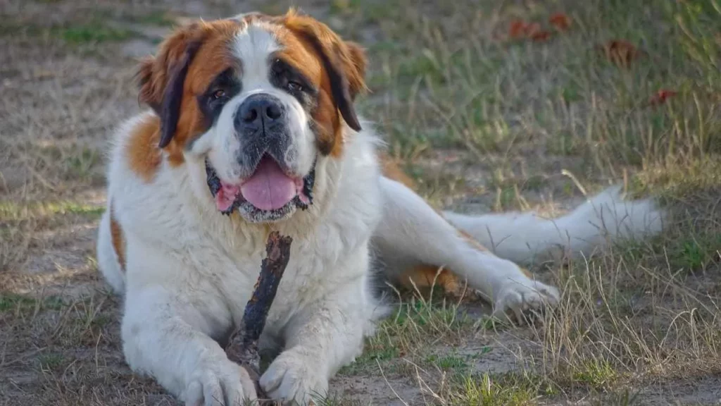 Saint Bernard