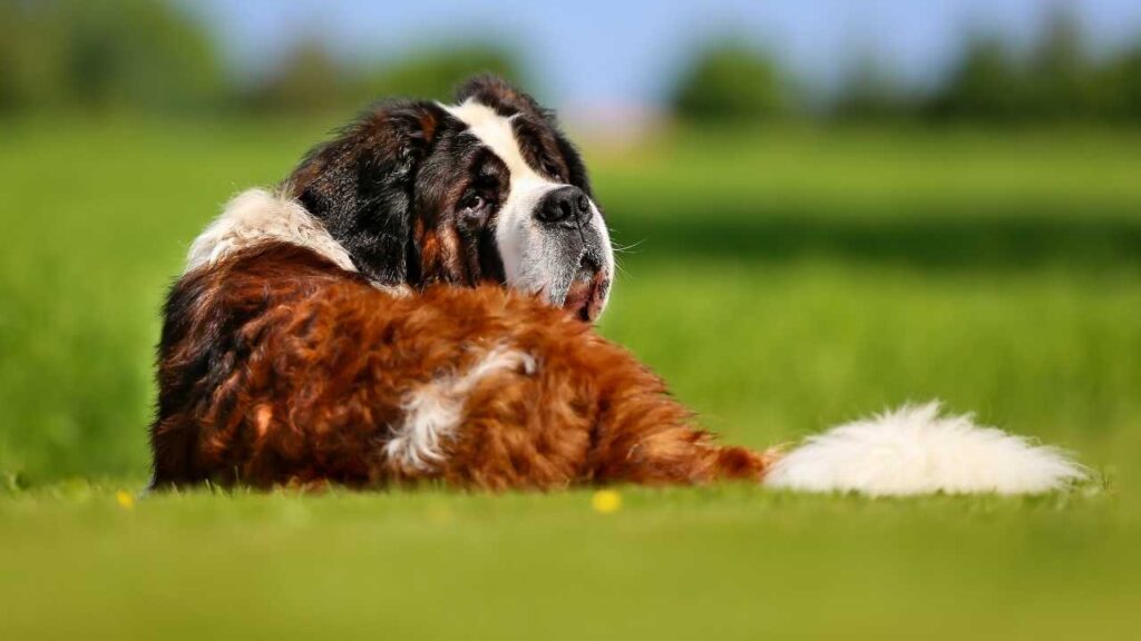 saint bernard