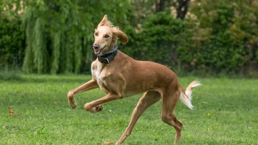 saluki