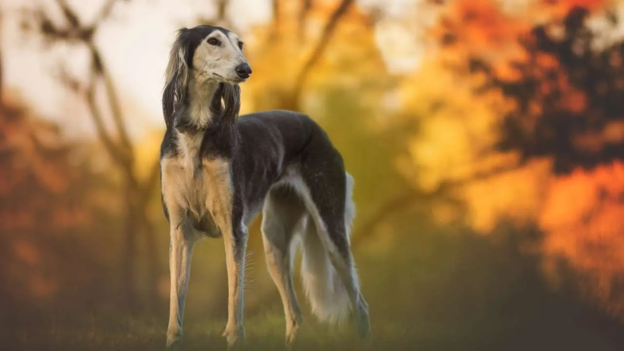 Saluki