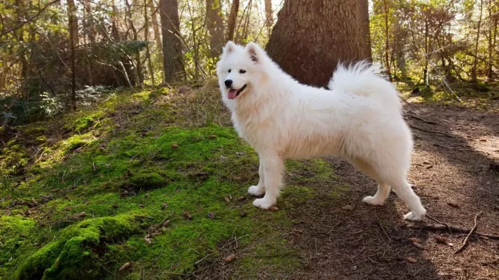 Samoyed-1-1 Samoyed