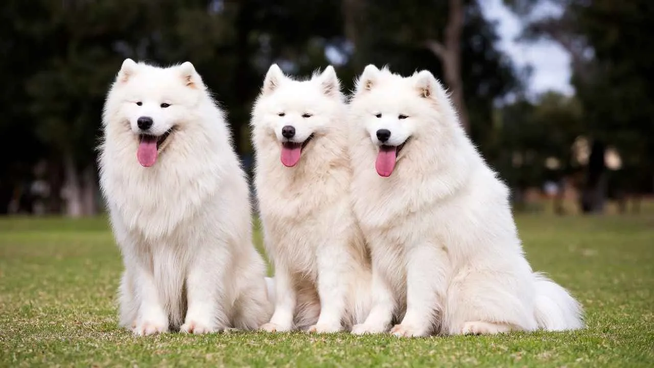 Samoyed