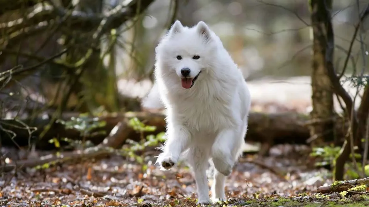 Samoyed