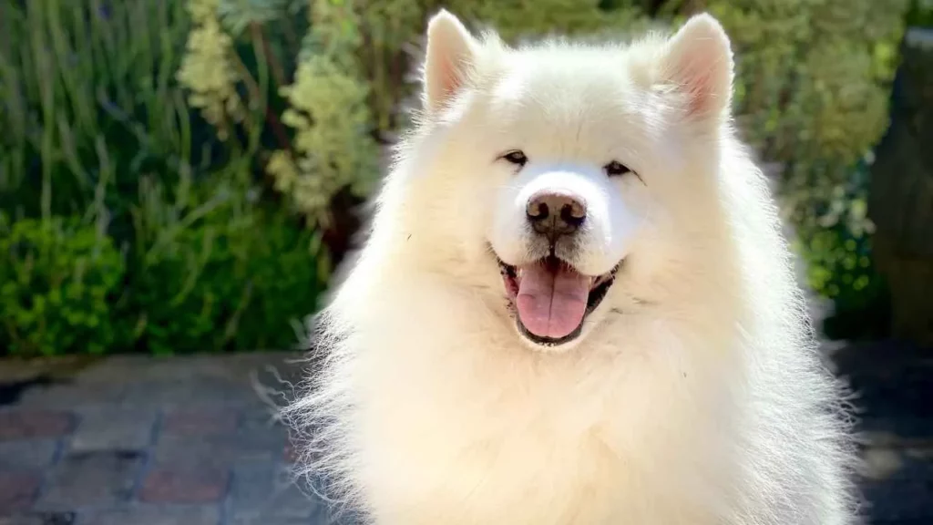SAMOYED