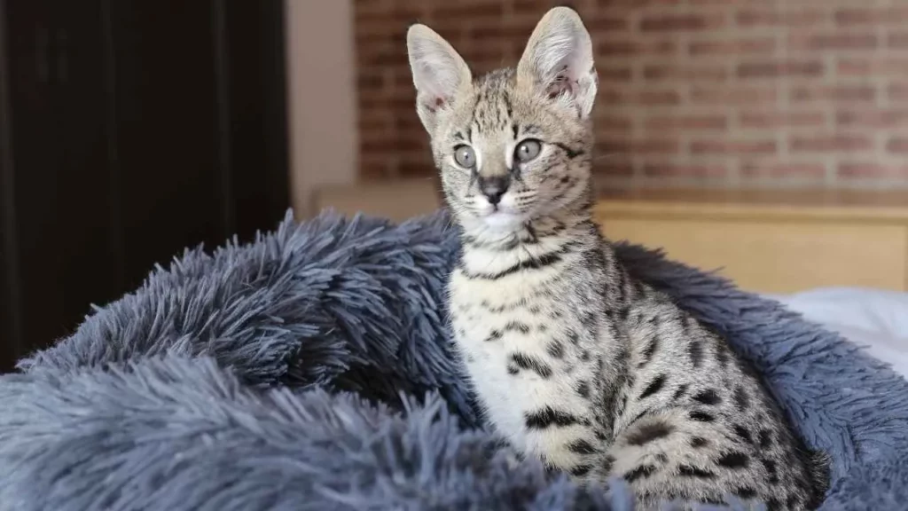 Savannah Cat