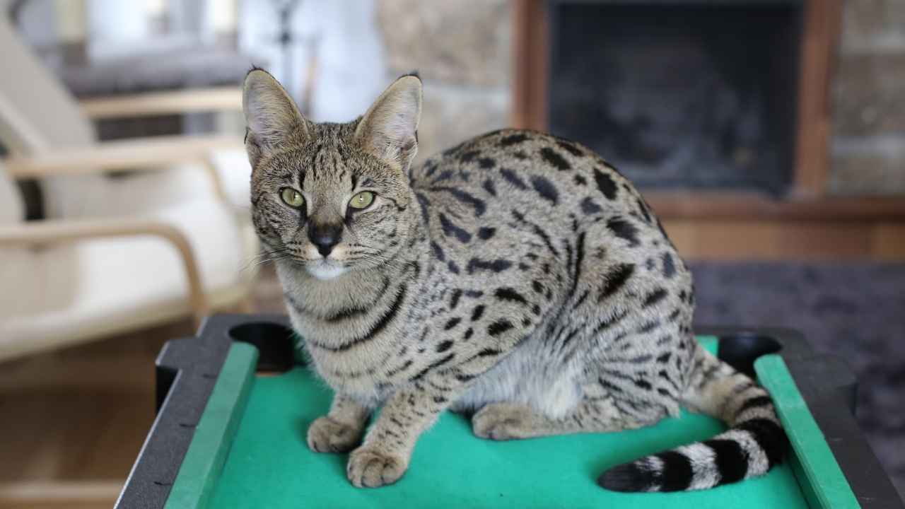 Savannah