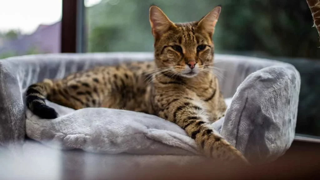 savannah