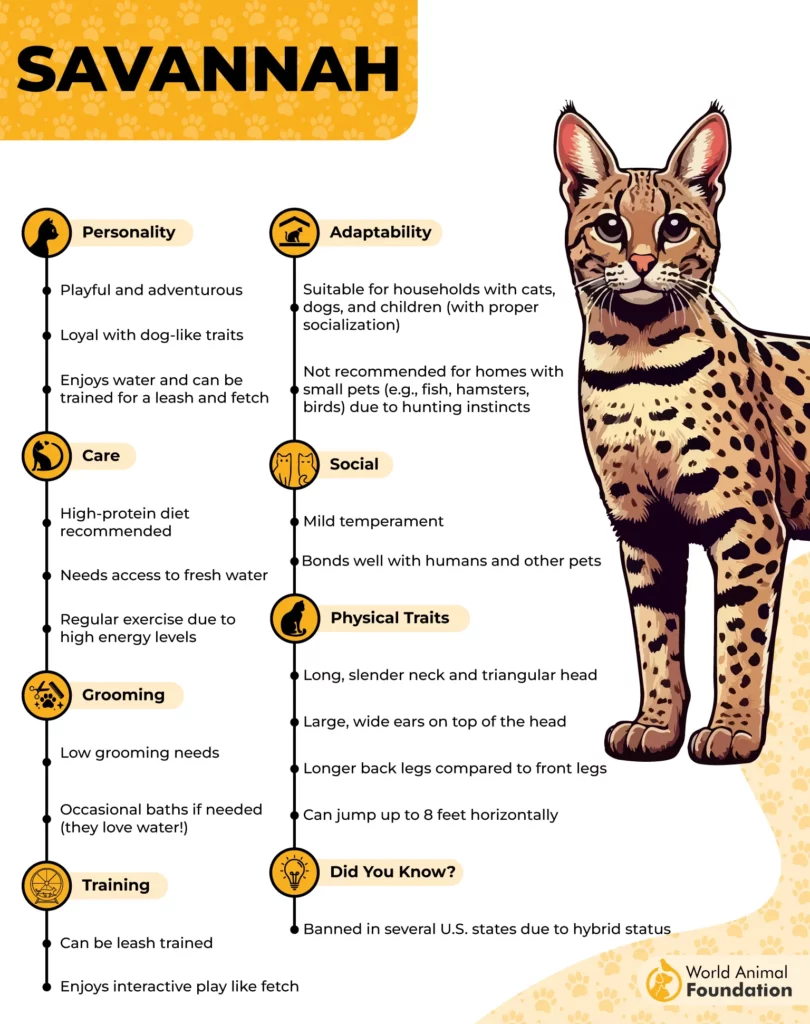 Savannah Cat