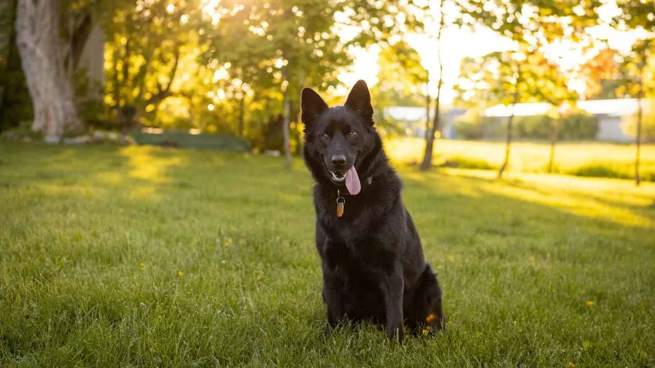 Schipperke