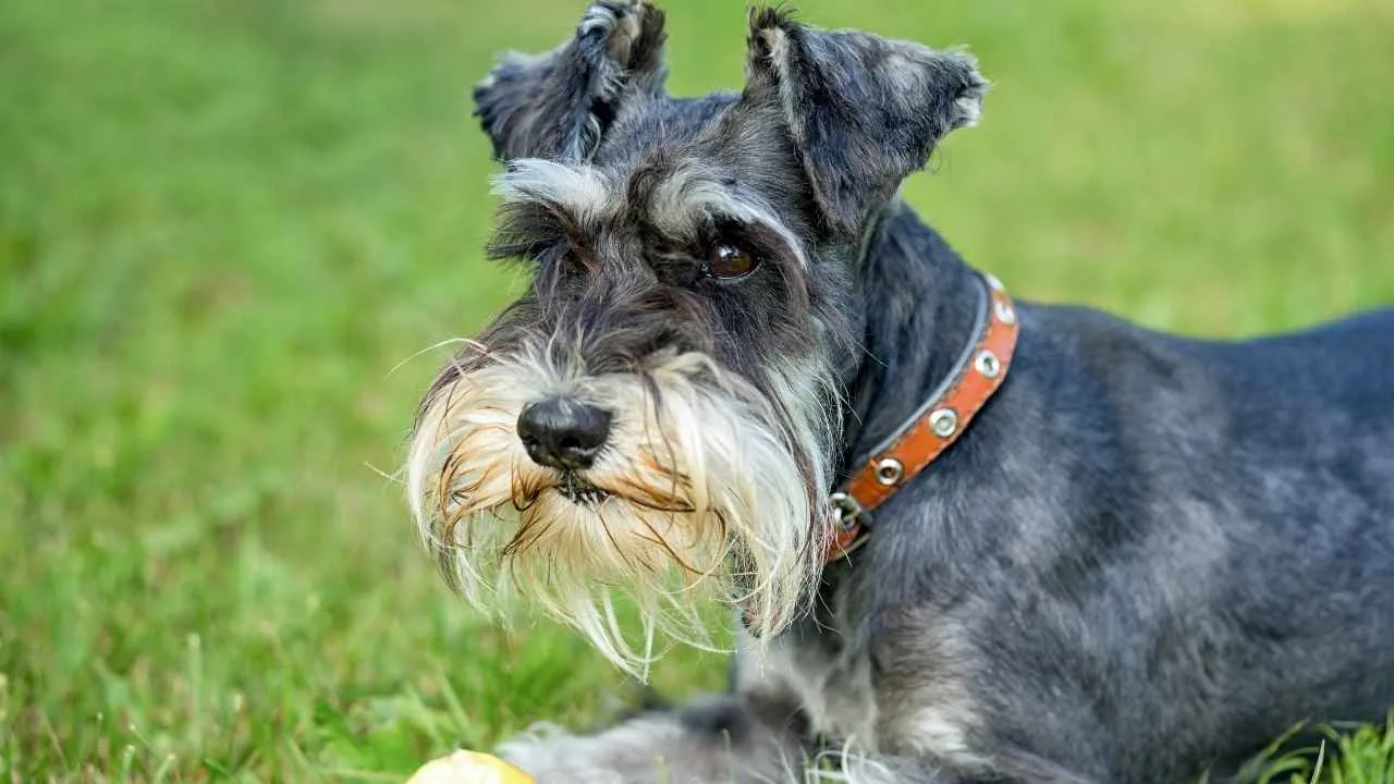 Schnauzer