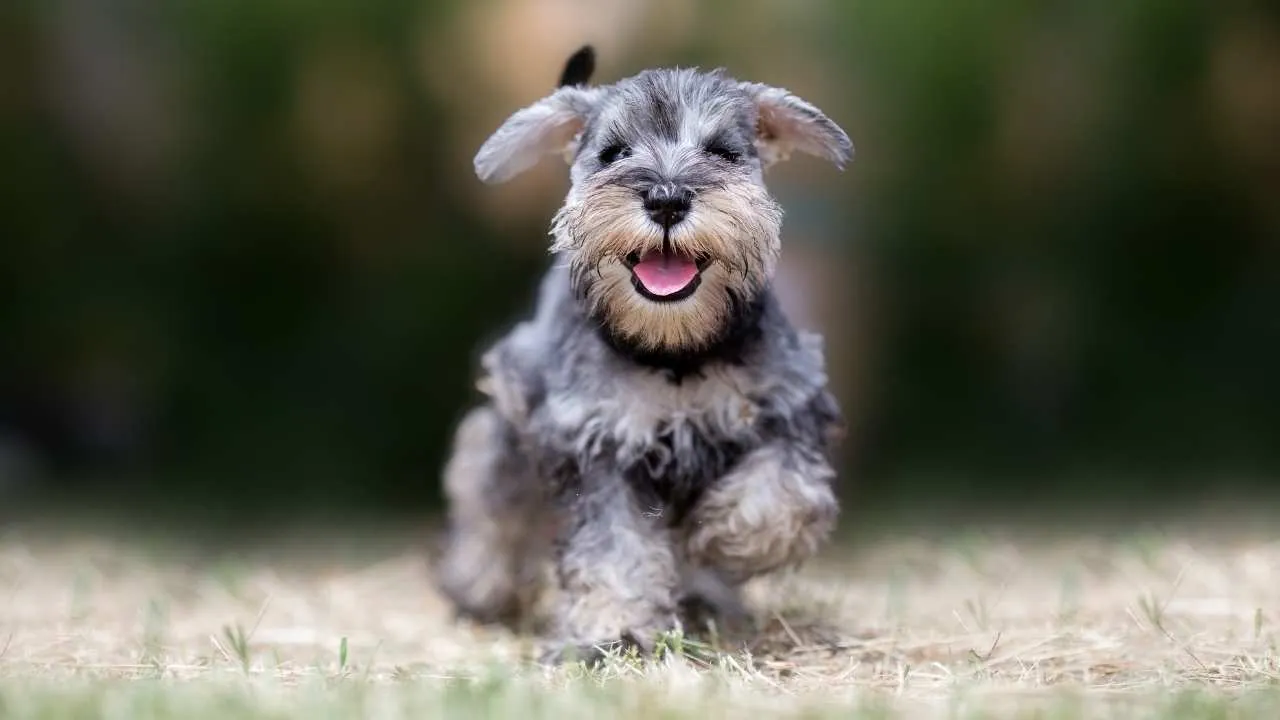 Schnauzer