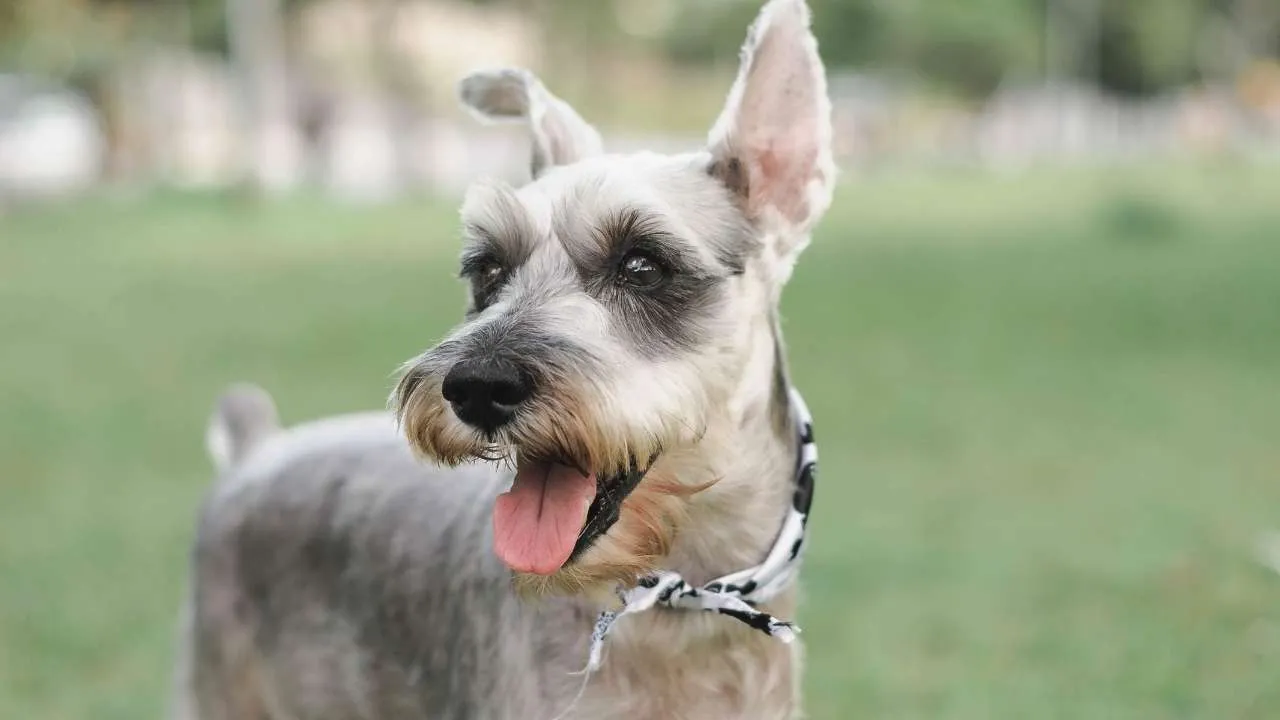 Schnauzer