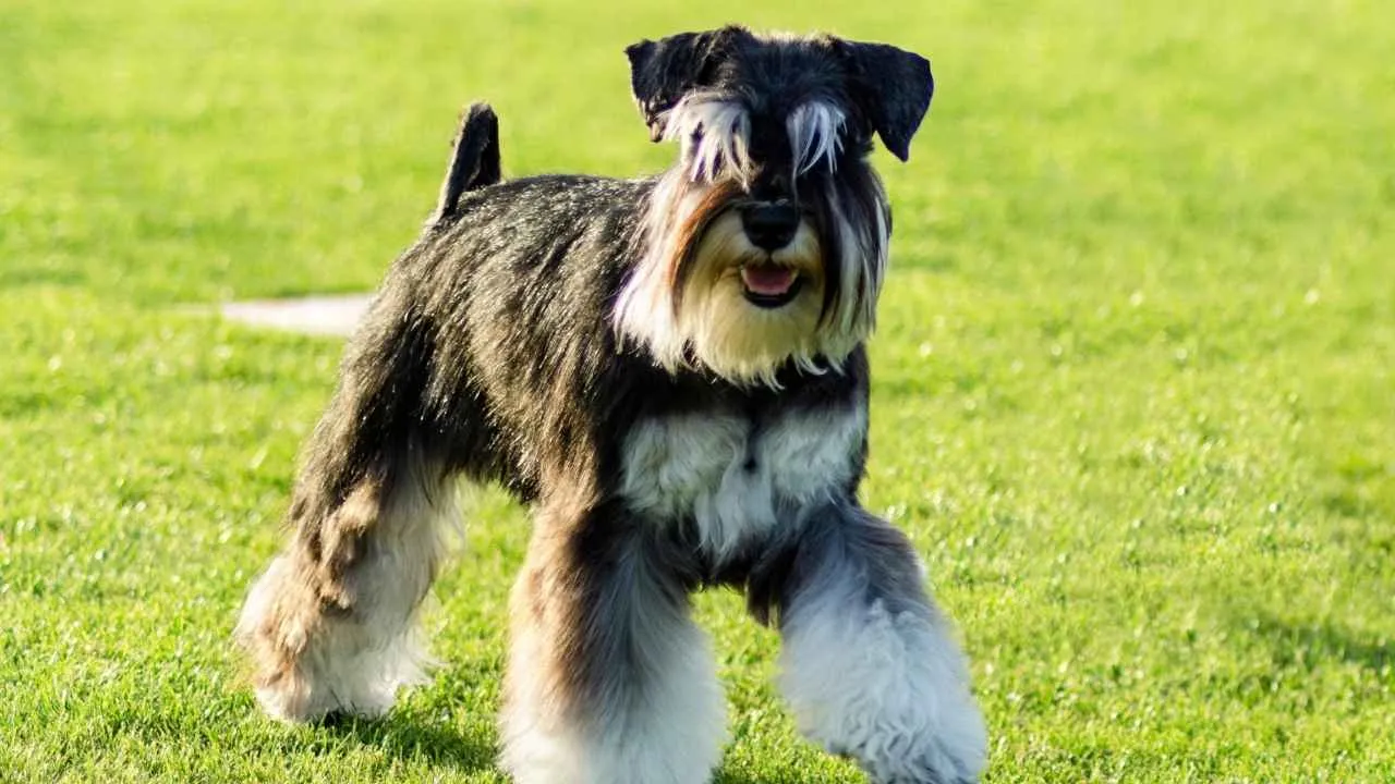 Schnauzer