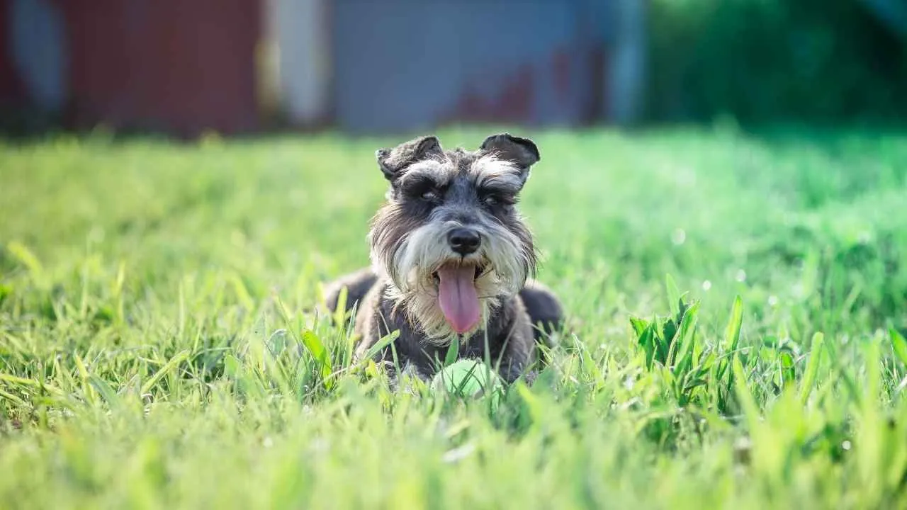 Schnauzer