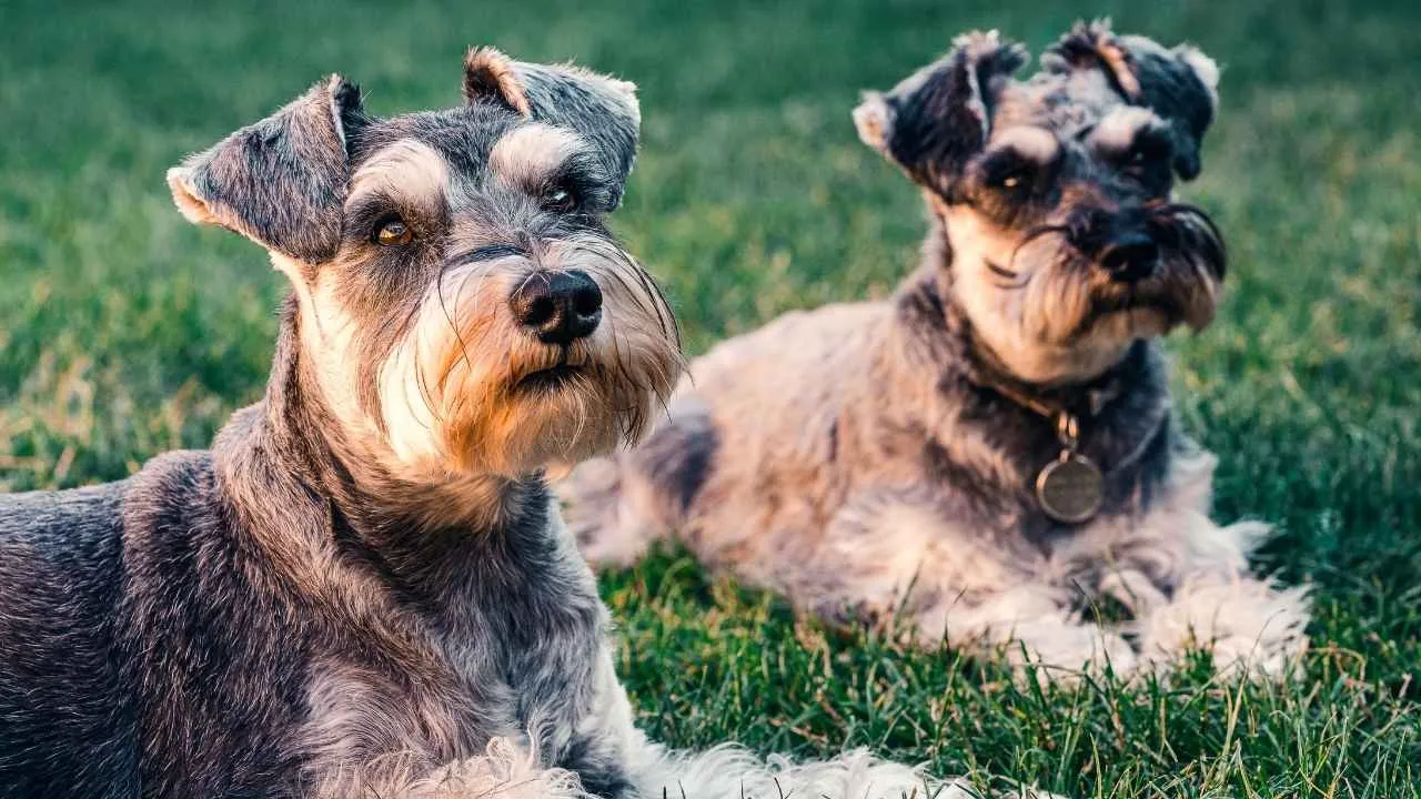 Schnauzer