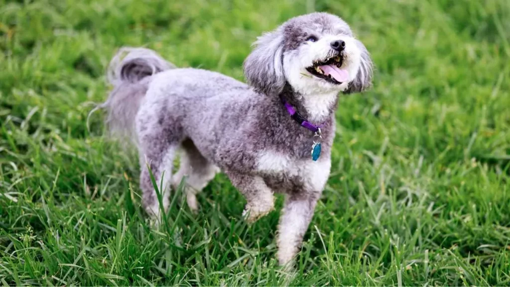 Schnoodle-1