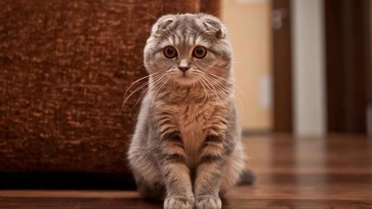 Scottish Fold
