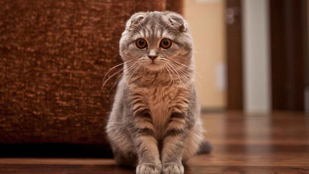 Scottish Fold
