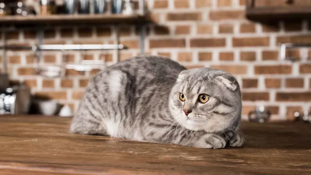 Scottish Fold