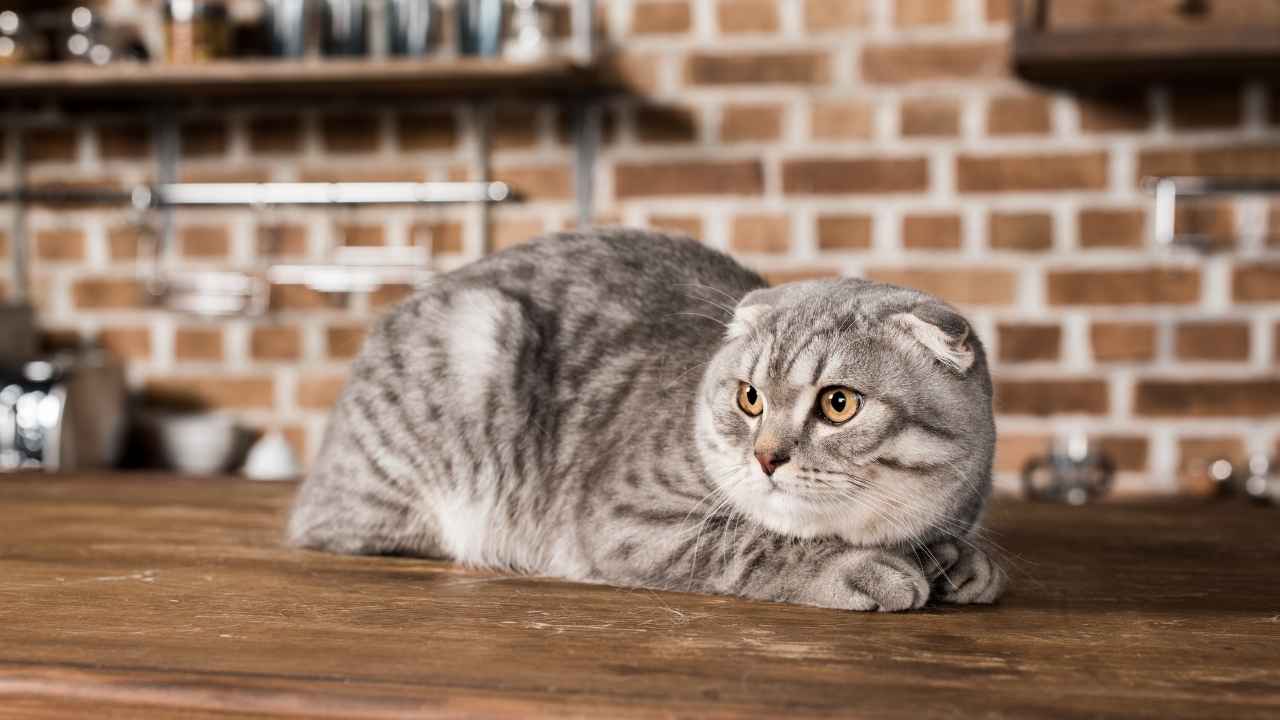 Scottish Fold