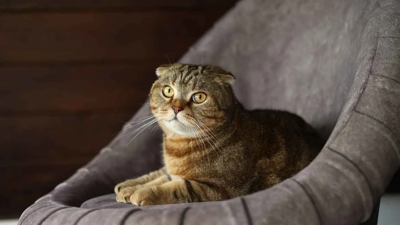 Scottish Fold