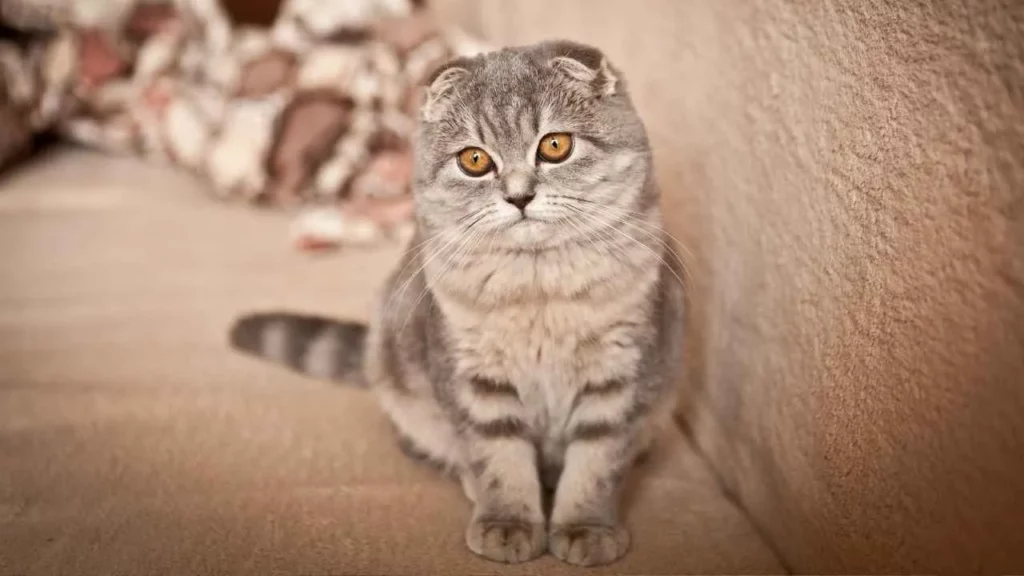 Scottish Fold