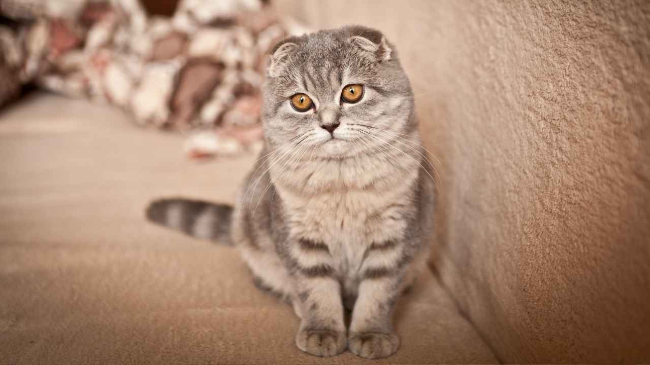 Scottish Fold