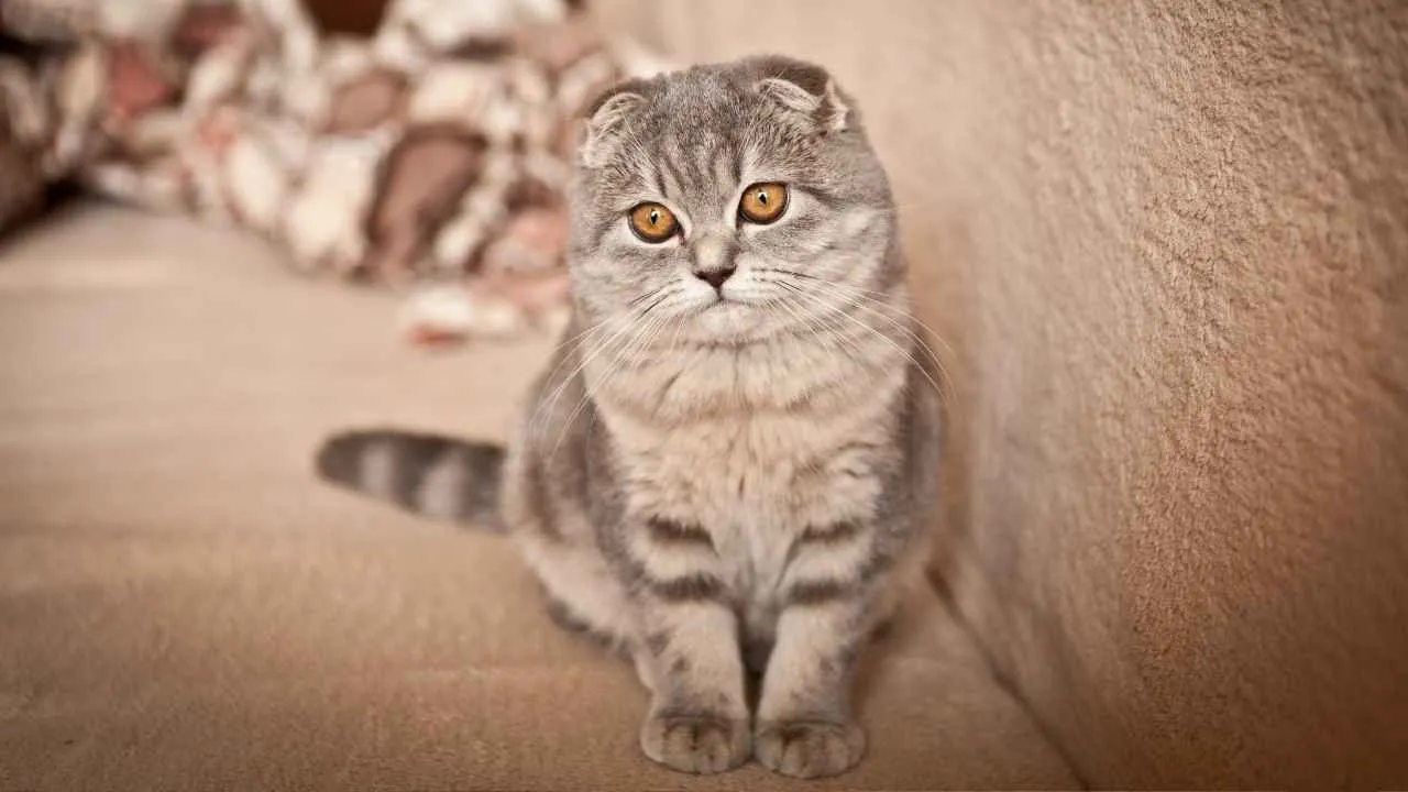 Scottish Fold