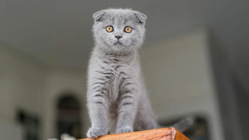 Scottish Fold