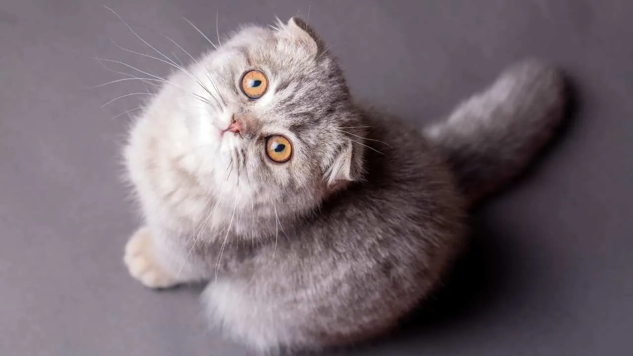 Scottish Fold