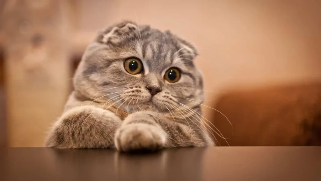 Scottish Fold