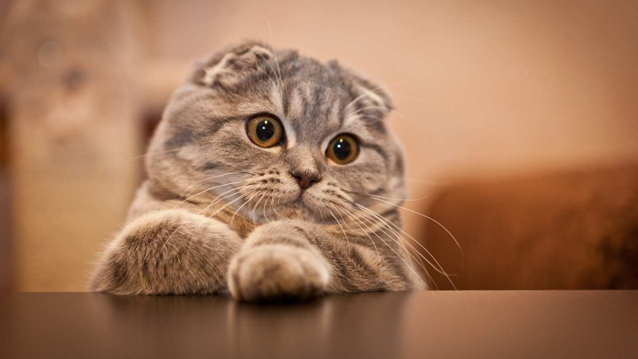 Scottish Fold