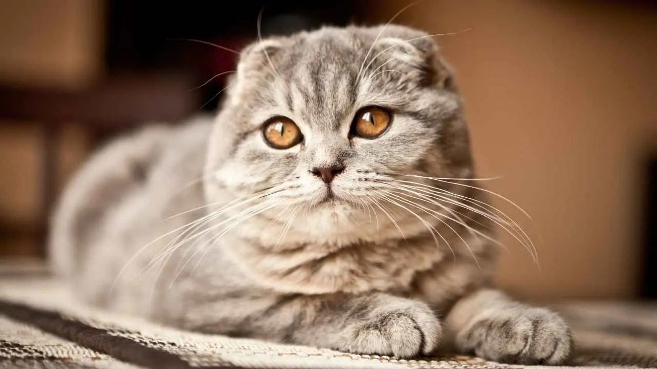Scottish Fold
