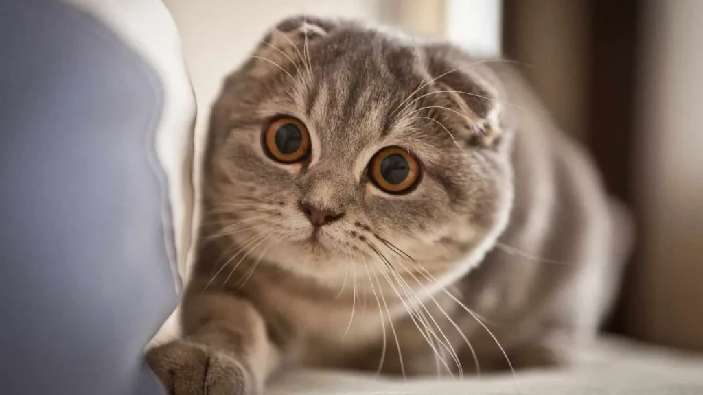 Scottish Fold