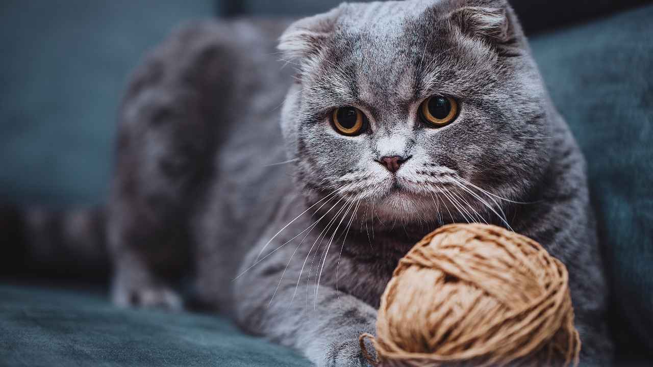 Scottish Fold