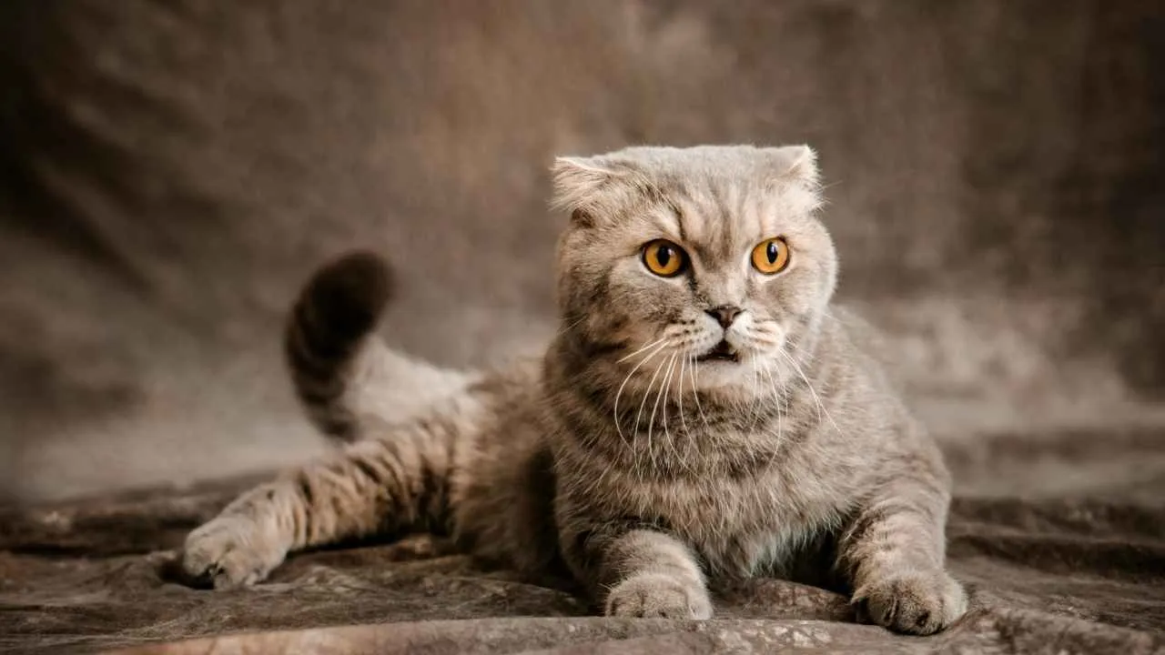 Scottish Fold