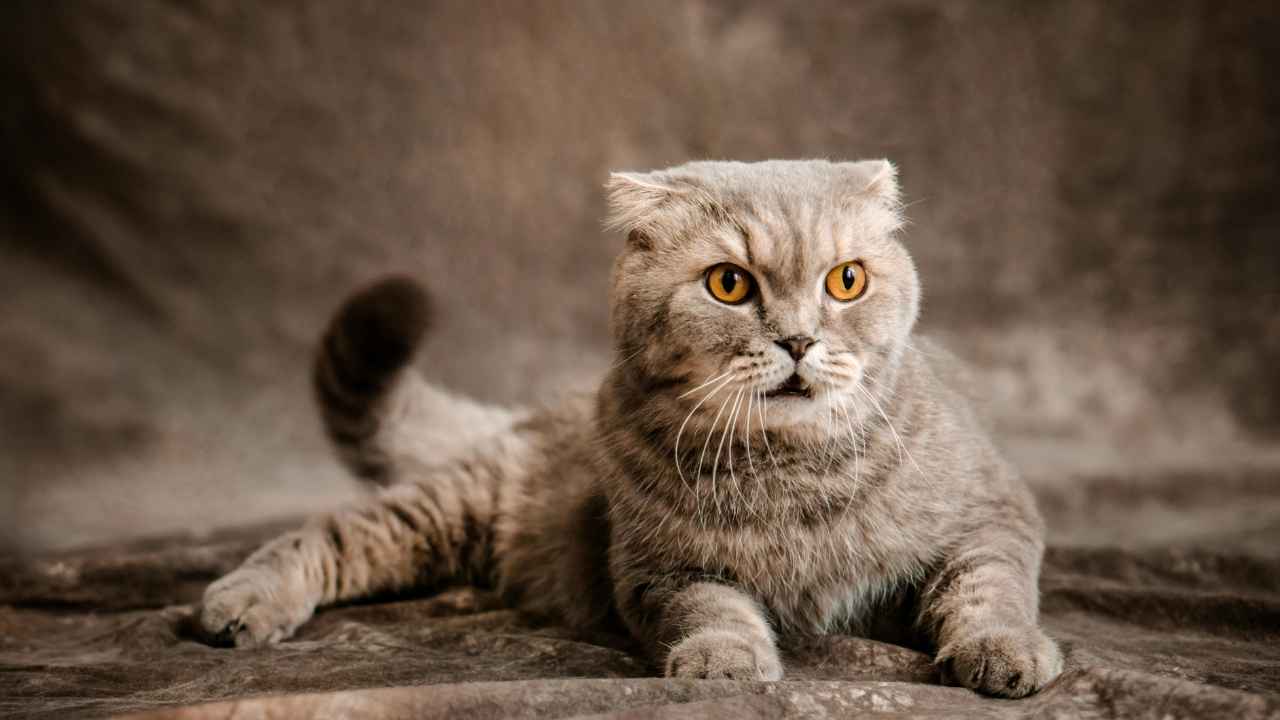 Scottish Fold