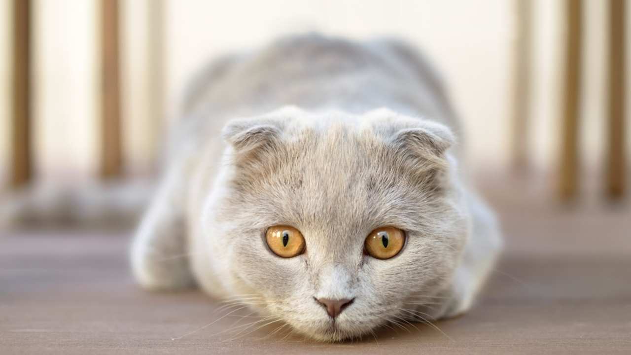 Scottish Fold