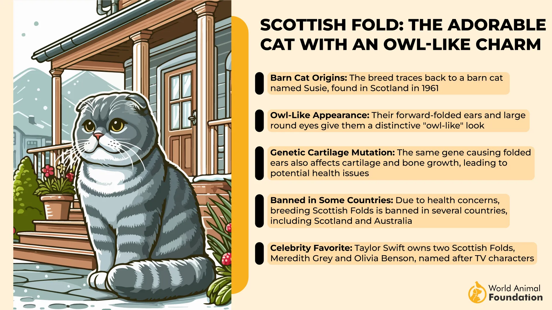 Scottish Fold The Adorable Cat with an Owl-Like Charm-01