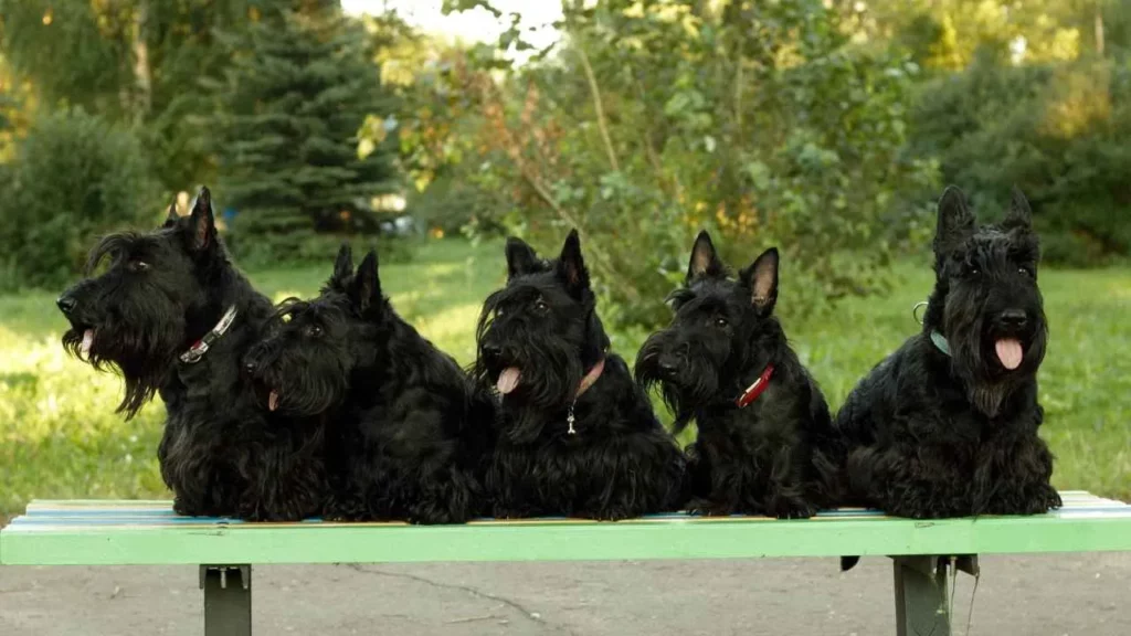Scottish Terrier