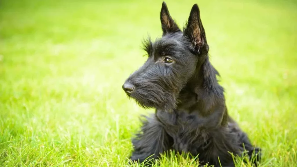scottish terrier