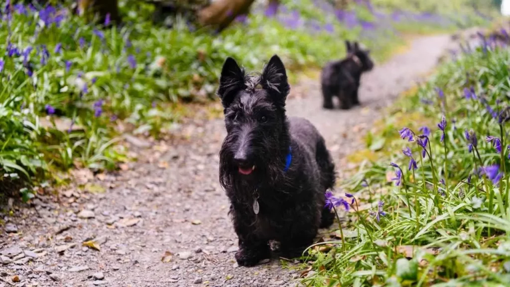 scottish terrier
