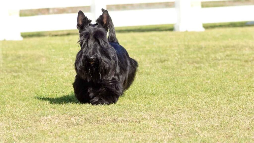 Scottish-Terrier-6