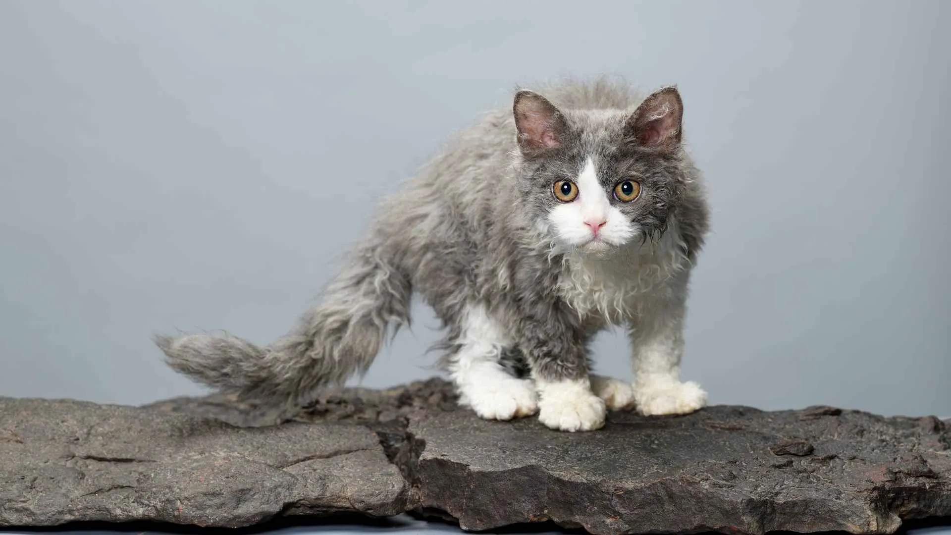 Selkirk Rex