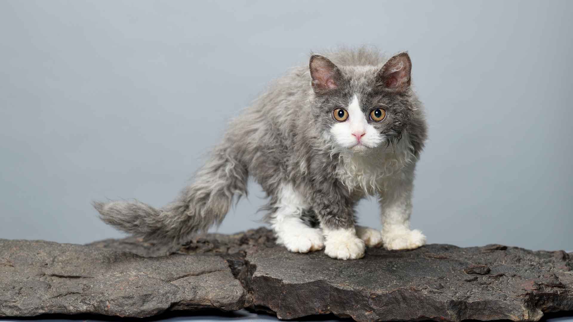 Selkirk Rex